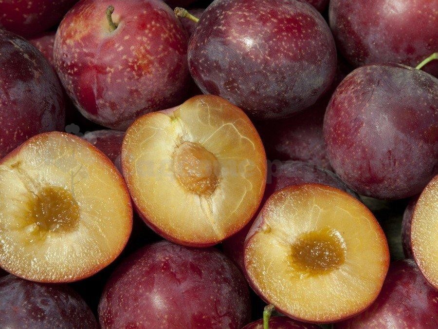 2253232545_w640_h640_sazhentsy-slivy-svit