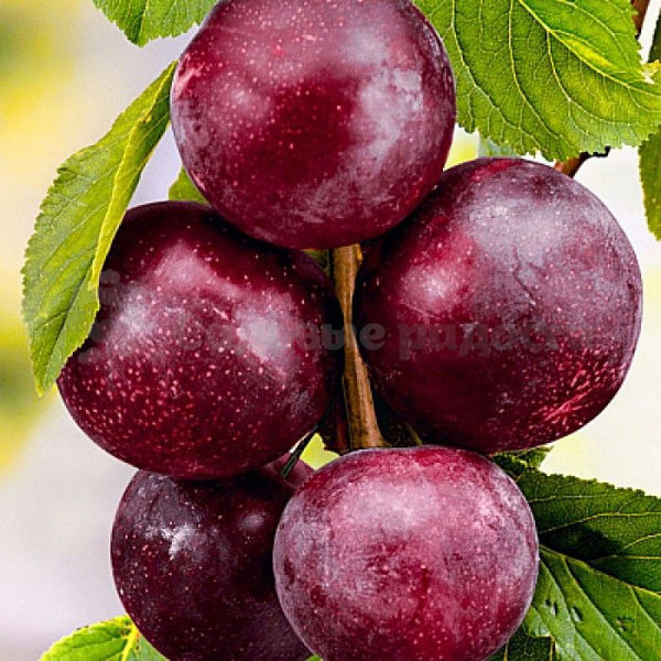 3197723636_w600_h600_3197723636