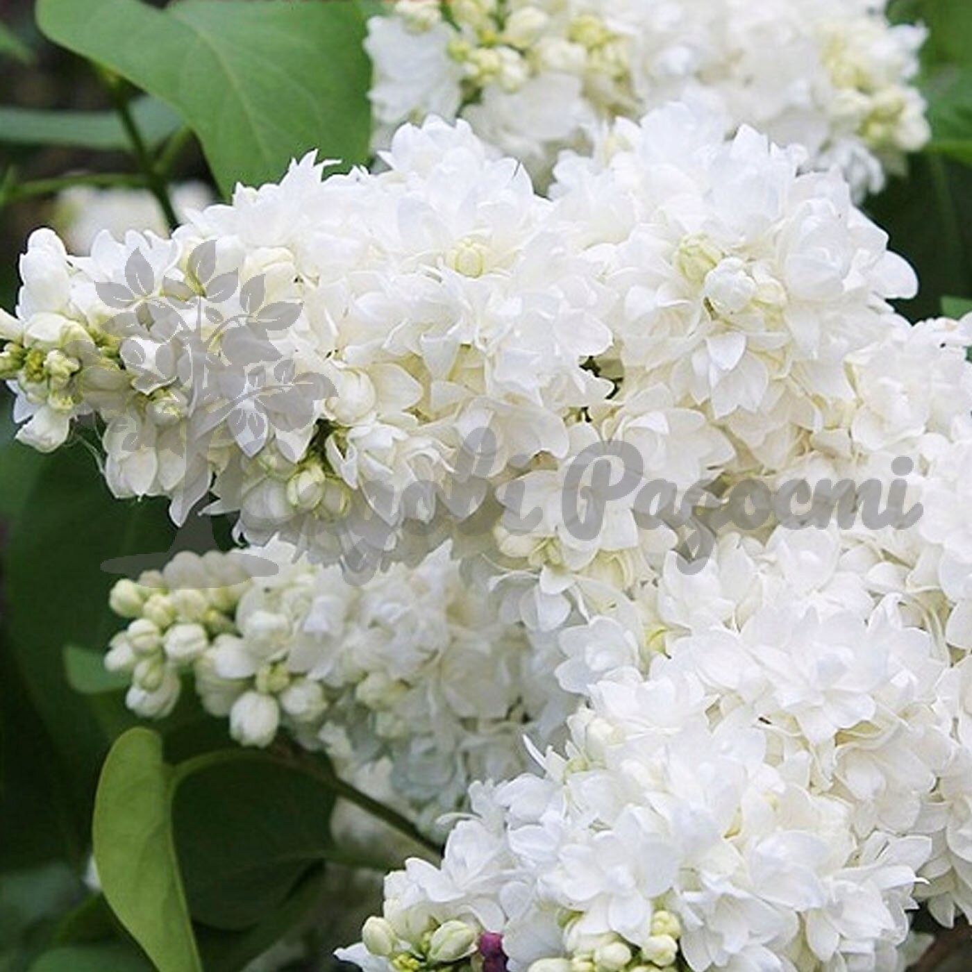 алиса хардинг