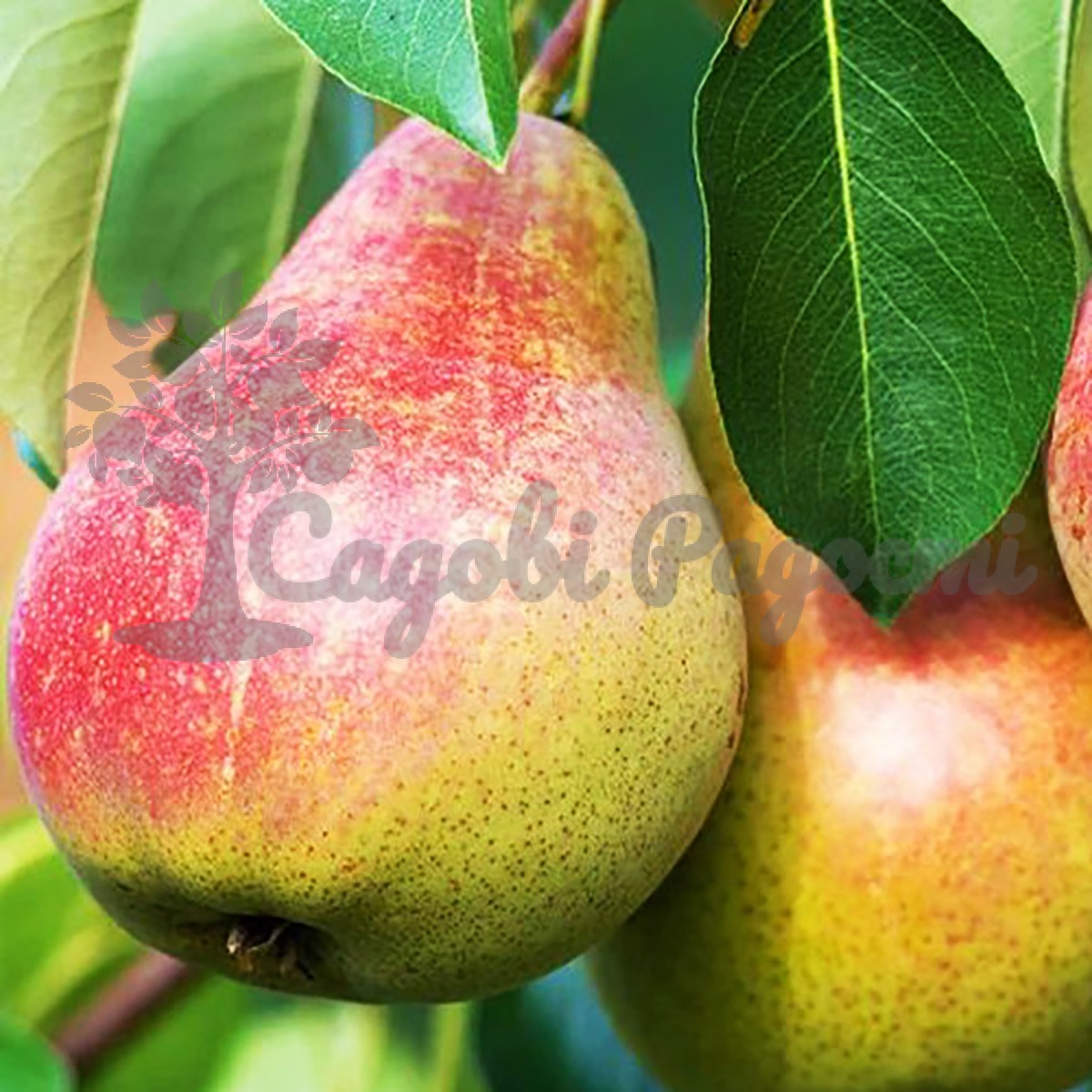 бере жиффар