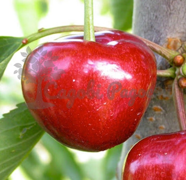 chereshnya-karmen1_0