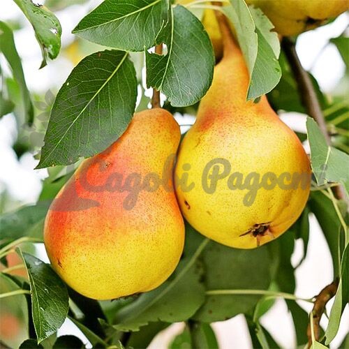 маргарита марылья