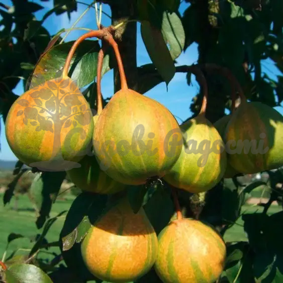 полтавська писанка