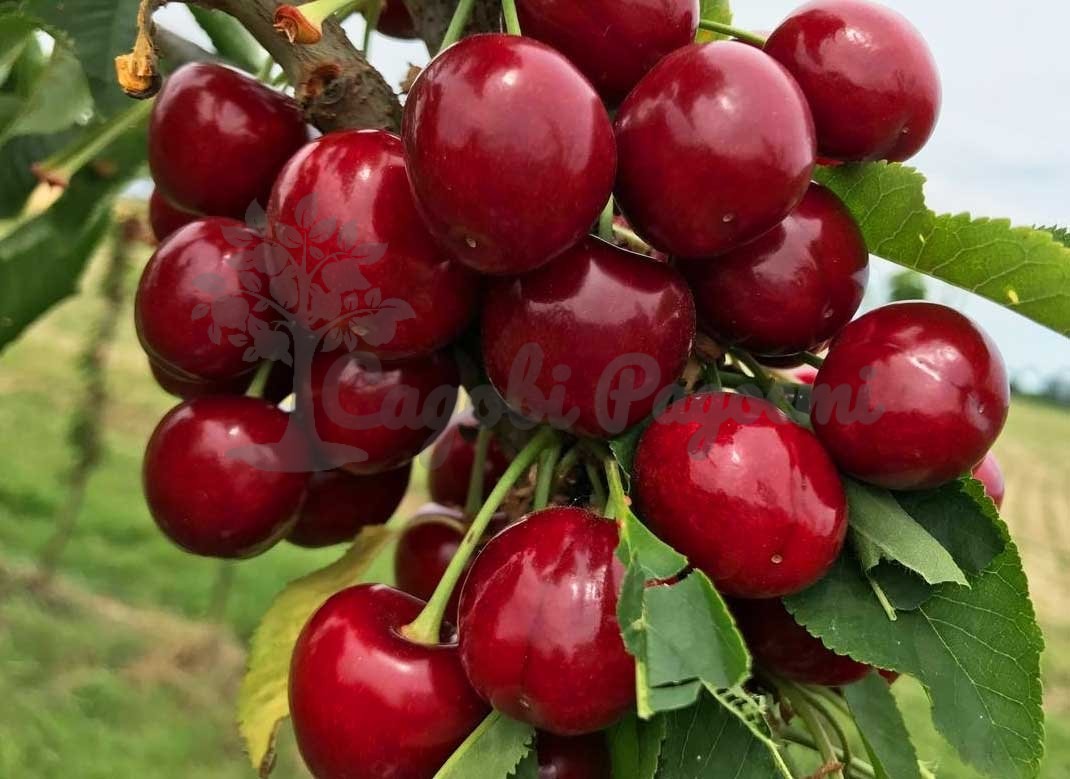 ред пасифик