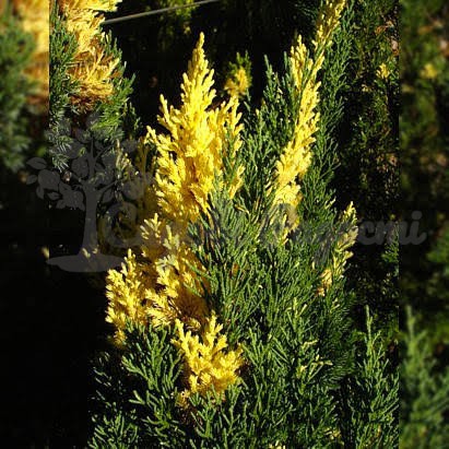 images (1)